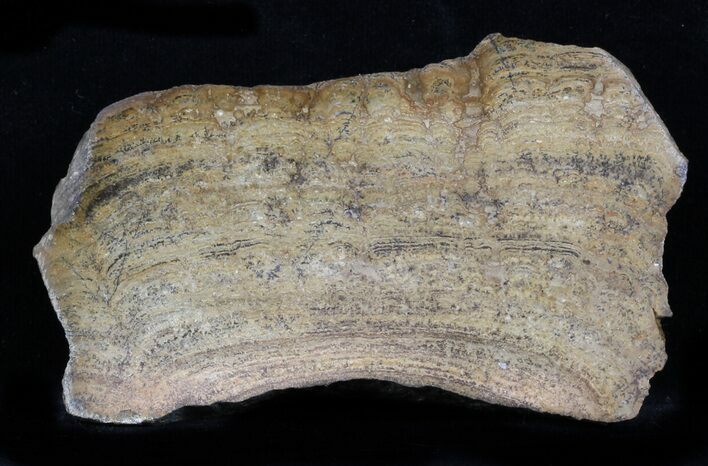 Polished Miocene Stromatolite (Chlorellopsis) - Crimea #57573